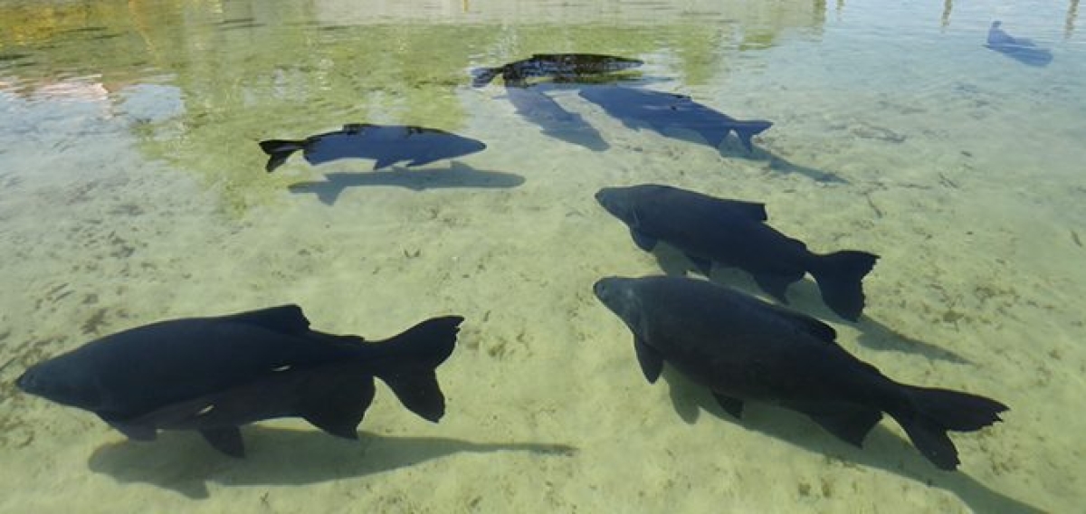 Lagoa dos Tambaquis: o paraíso estanciano (Foto: Via Existe um Lugar no Mundo)
