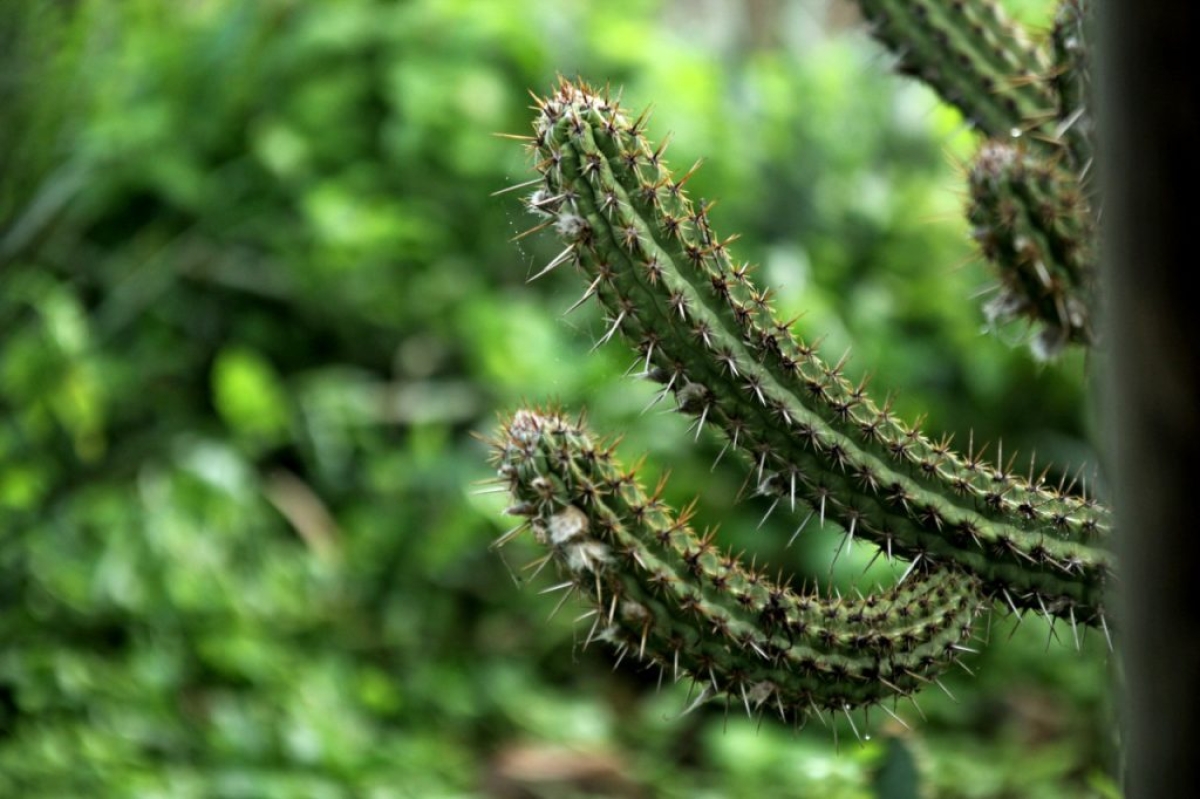 O mandacaru reina em toda a área da Grota do Angico (Foto: Via Destaque Notícias)
