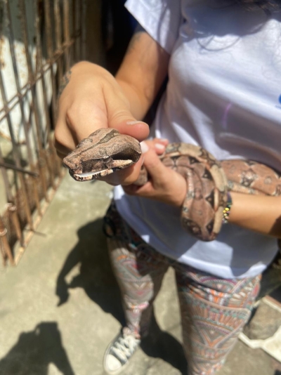 Cobras são resgatadas por equipes da Adema em bairros da capital (Foto: Adema)
