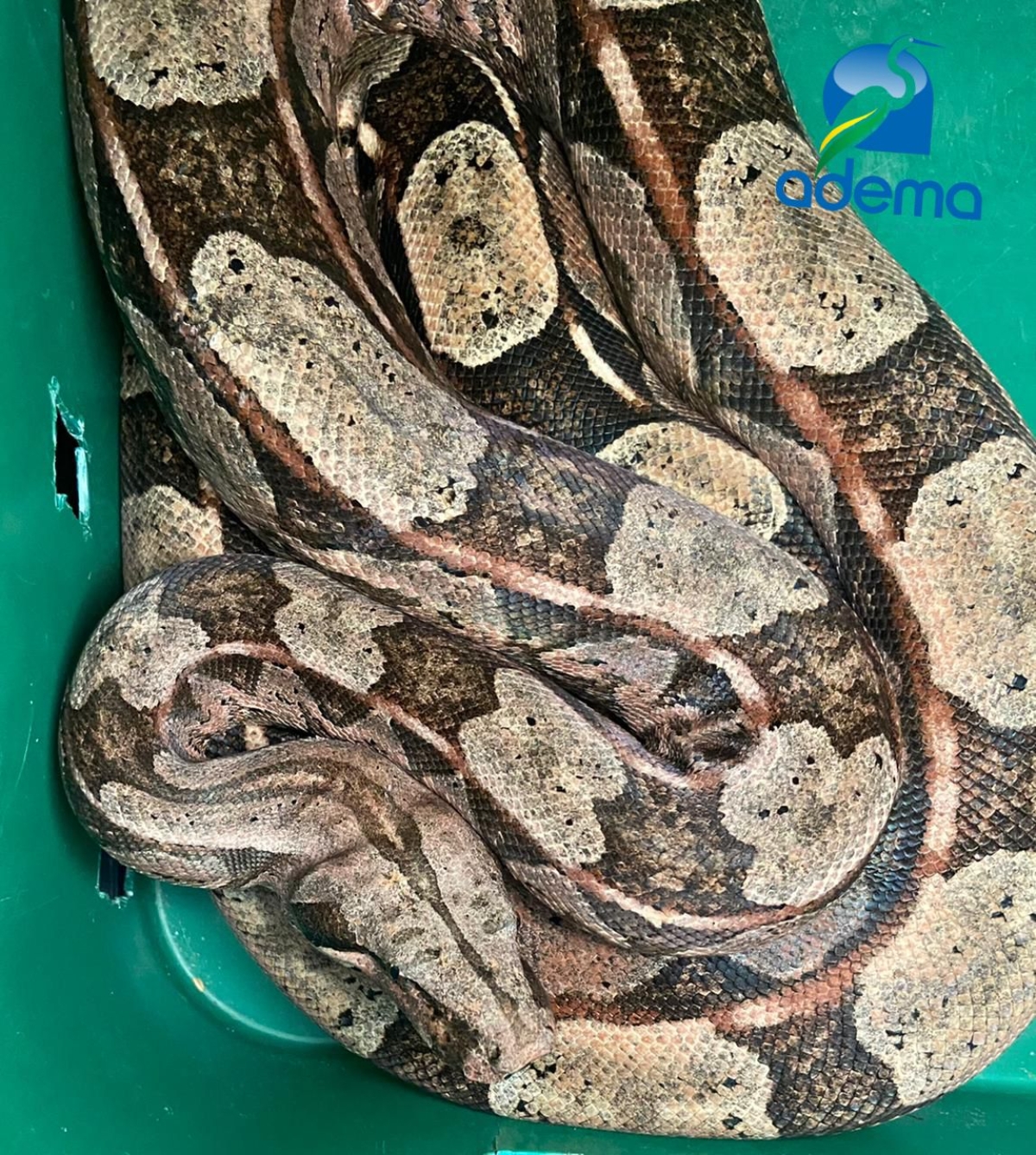 Cobras são resgatadas por equipes da Adema em bairros da capital (Foto: Adema)