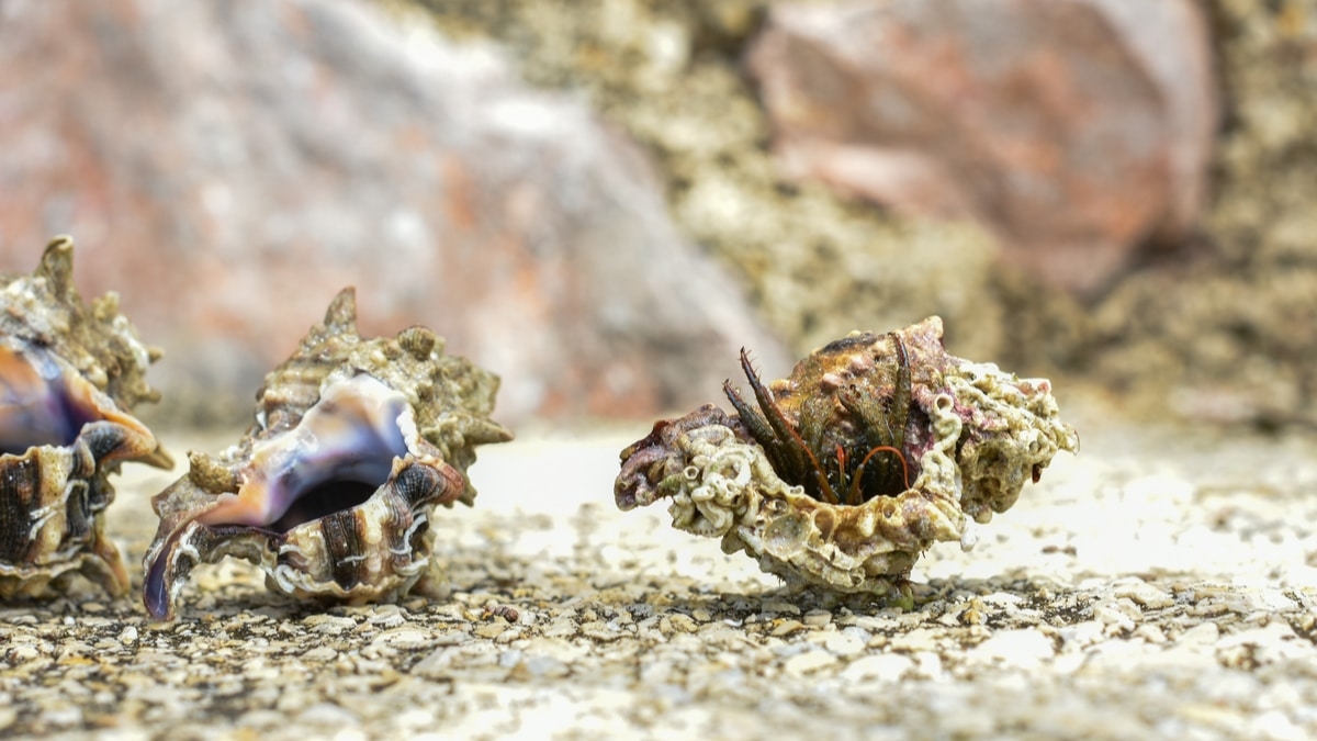 Aquecimento global humano afeta ecossistemas inteiros bem mais que mudanças climáticas naturais (Foto: Olhar Digital)