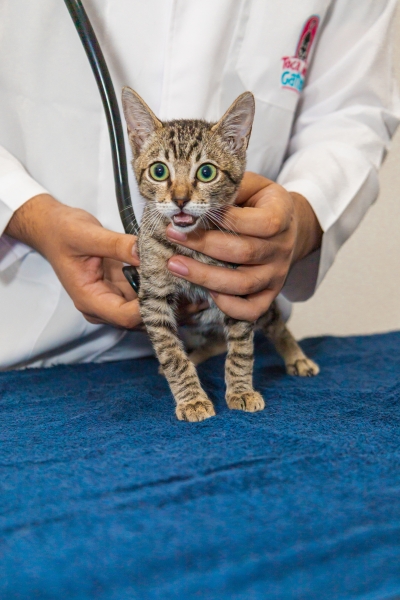 Março amarelo alerta para doenças renais crônicas em gatos - Foto: Thiara Lima