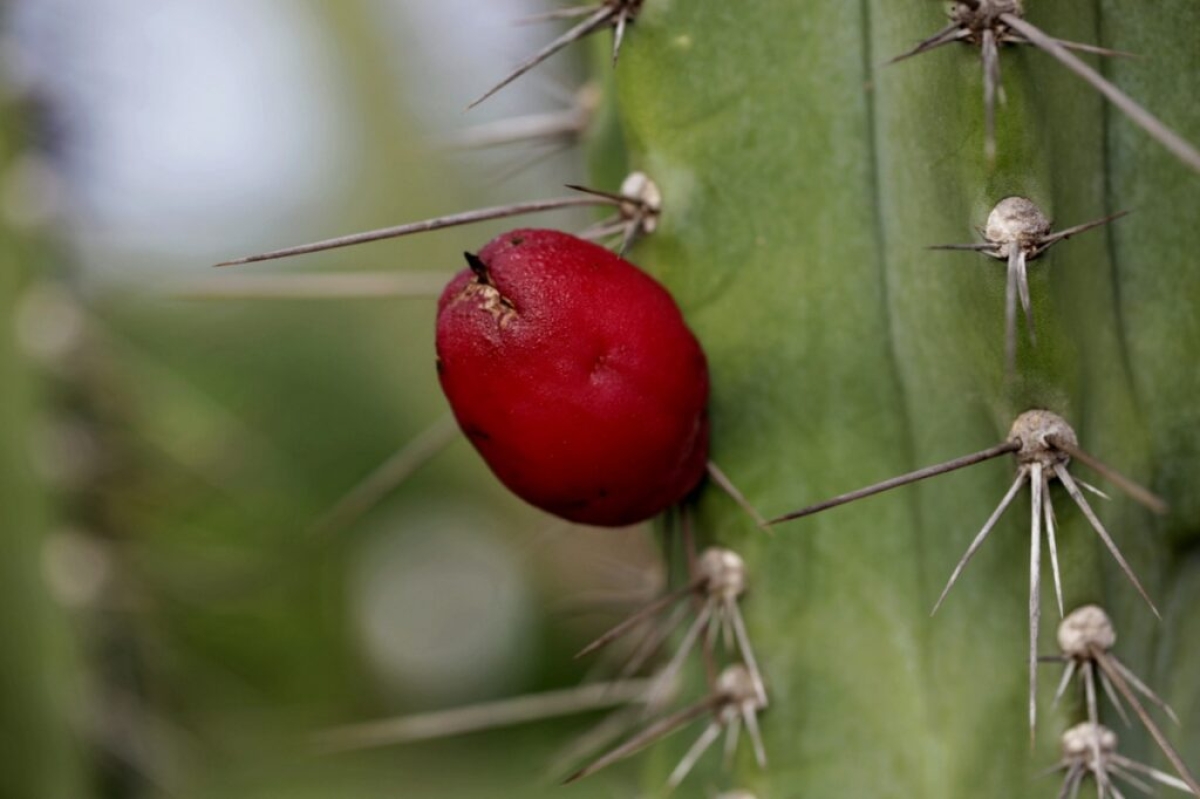 O mandacaru é uma planta que se adapta bem a diferentes ambiente - Foto: Emanuel Rocha