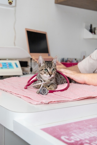 Gripe e pneumonia são doenças comuns nos gatos no inverno; saiba como protegê-los - Foto: Divulgação