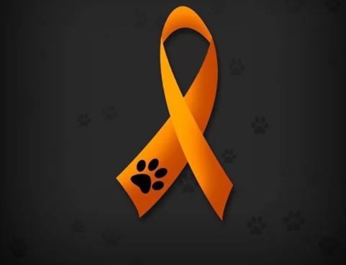 Lei  alerta sobre o combate aos maus-tratos aos animais - Foto: Conselho Regional de Medicina Veterinária do Amazonas