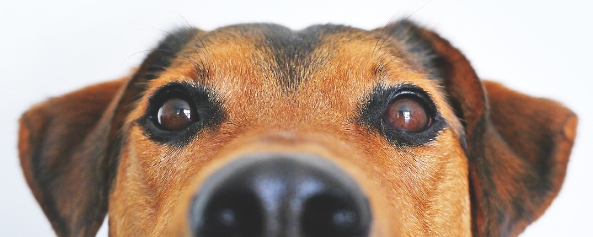 Maio amarelo: Como prevenir e identificar doenças renais nos pets - Foto: Pixabay