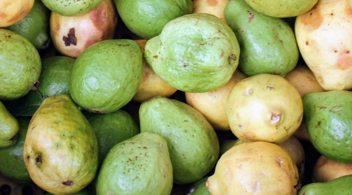 Nova variedade de goiaba foi apresentada em dia de campo no perímetro Califórnia - Foto: Fernando Augusto/Ascom Coderse
