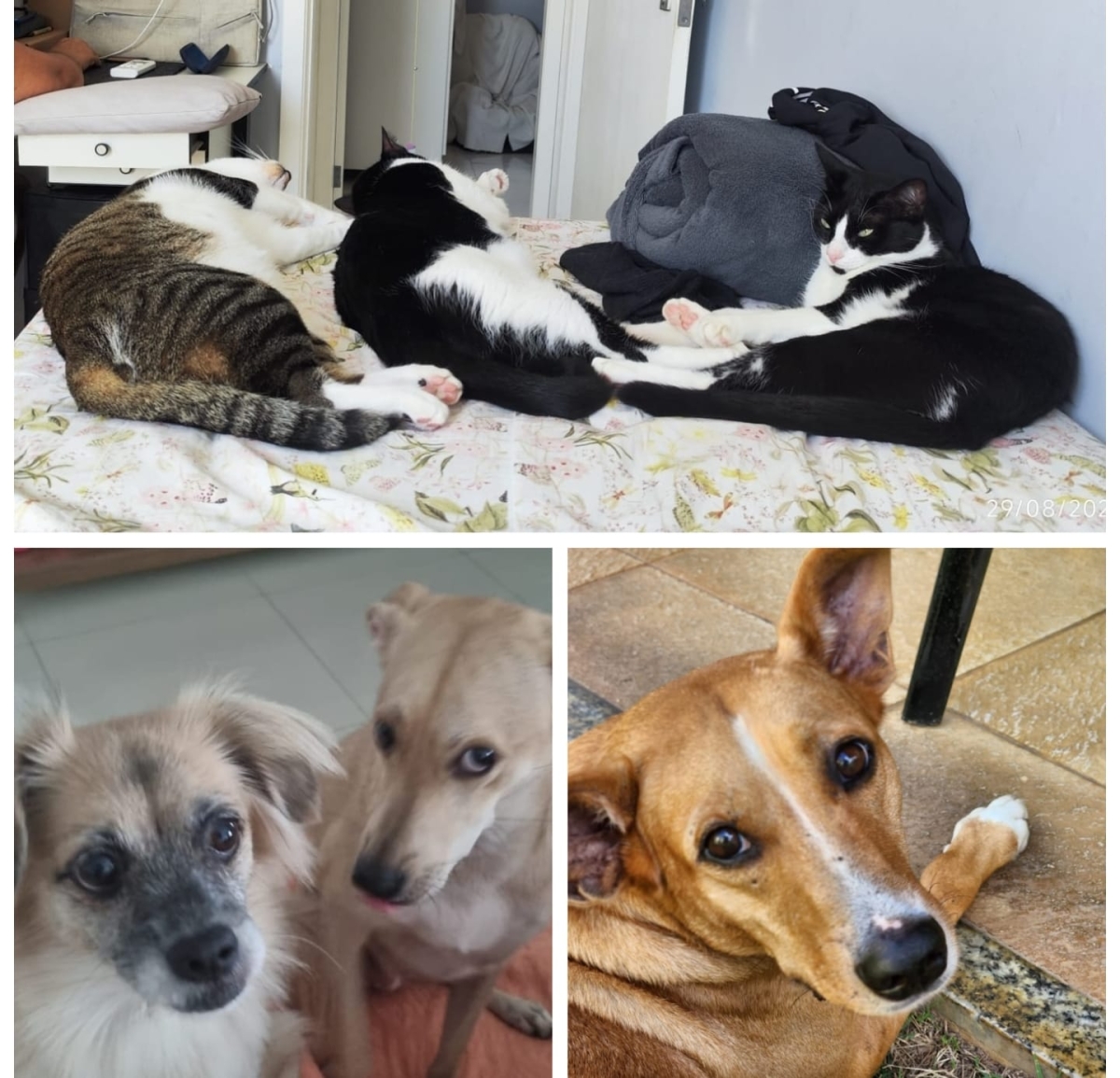 Cadastro para vacinação antirrábica a domicílio vai até sábado, 28 - Foto: Arquivo pessoal
