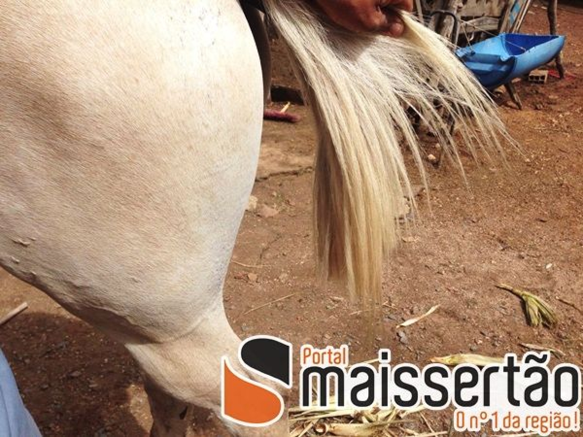 Moradores denunciam maus tratos contra animais em Gl�ria (Foto: Portal Mais Sert�o)