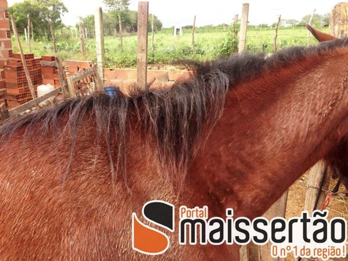 Moradores denunciam maus tratos contra animais em Gl�ria (Foto: Portal Mais Sert�o)