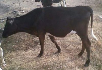 Novo caso de roubo de gado � registrado no alto sert�o (Foto: Portal Mais Sert�o)