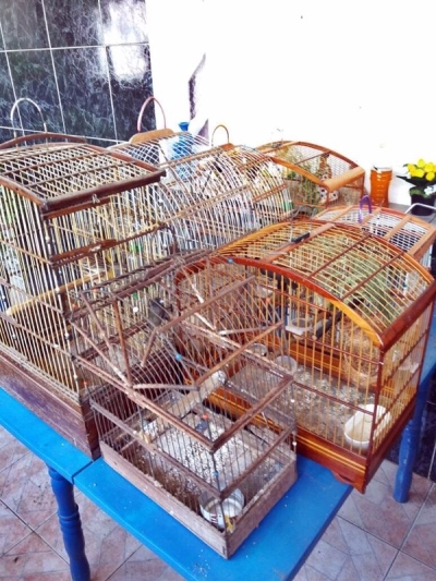 PM/Sergipe apreende 15 aves mantidas em cativeiro em Pirambu e S�o Crist�v�o (Imagem: PM/SE)