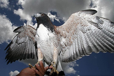 Parque dos Falc�es - Foto: Fernando Cavalcanti