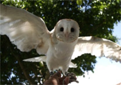 Parque dos Falc�es - Foto: Fernando Cavalcanti
