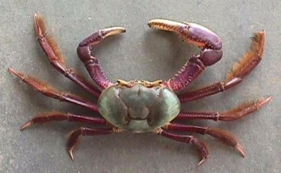 Caranguejo era vendido com 99% de desconto, a R$ 0,06 centavos a unidade (Foto: Minist�rio da Educa��o)