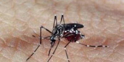 Anvisa pede que consumidor denuncie valores abusivos de vacina da dengue (Foto: Ag�ncia Brasil)