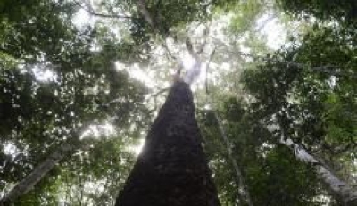 O Amaz�nia Live pretende plantar mais de 1 milh�o de �rvores em 400 hectares de �rea desmatada da floresta amaz�nica nas cabeceiras do Rio Xingu (Imagem: Antonio Cruz/Ag�ncia Brasi