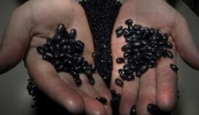 O feij�o est� entre os produtos da cesta b�sica cujo pre�o caiu no m�s passado  (Imagem: Arquivo/Ag�ncia Brasil)