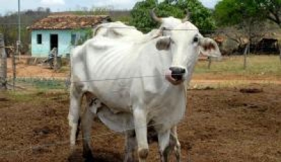 STF considera pr�tica da vaquejada ilegal (Imagem: Valter Campanato/Ag�ncia Brasil)