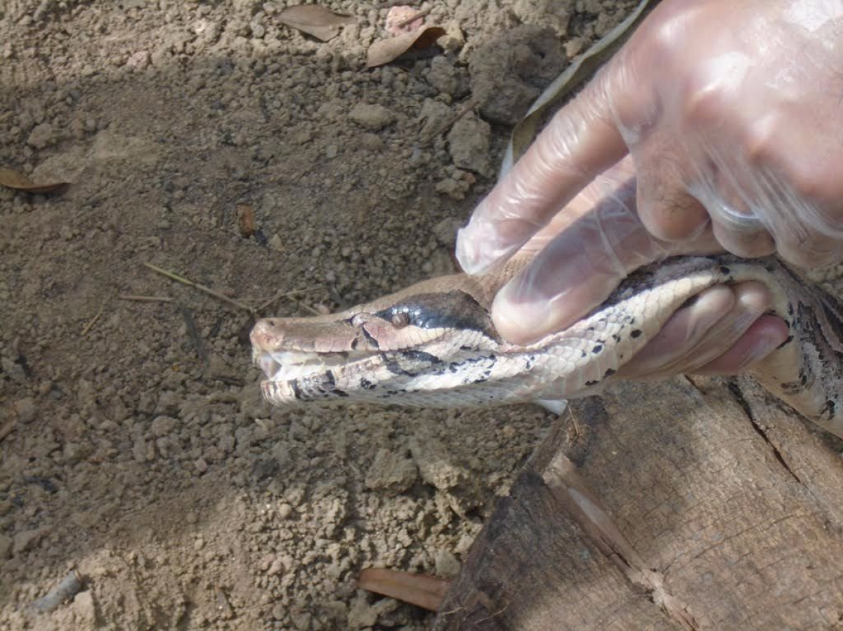 DNIT resgata cobra nas obras de duplica��o da BR-101 (Imagem: Assessoria BR-101NE)