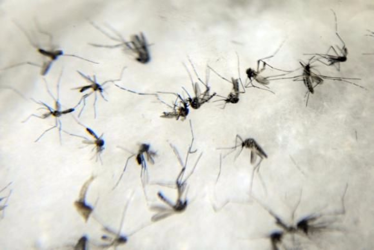 O mosquito Aedes aegypti � respons�vel pela transmiss�o da dengue, da febre chikungunya e do v�rus Zika (Imagem: Arquivo | Ag�ncia Brasil)
