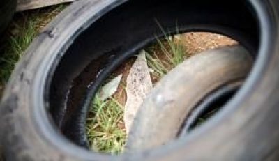 Ver�o aumenta incid�ncia de mosquito Aedes aegytpi porque chuvas levam ao aumento de locais com ac�mulo de �gua parada, onde o inseto se desenvolve (Imagem: Marcelo Camargo/Ag�ncia Brasil)